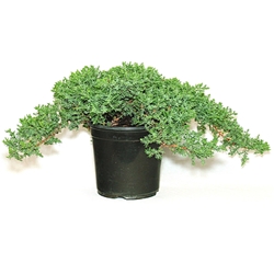 Japanese Juniper Starter Bonsai, 1 Gallon Liner 