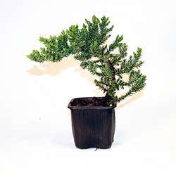 Japanese Juniper Starter Bonsai, 3 Inch Liner 