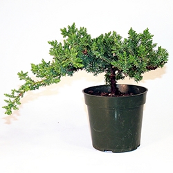 Japanese Juniper Starter Bonsai, 4 Inch Liner 