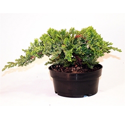 Japanese Juniper Starter Bonsai, 5 Inch Liner 