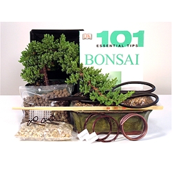 Juniper Deluxe Starter Kit - 6 Inch Bonsai Pot 