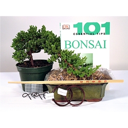 Juniper Starter Kit - 6 Inch Bonsai Pot 