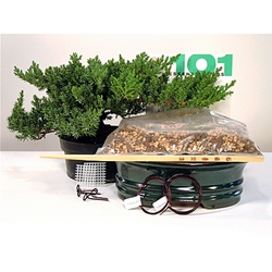 Juniper Starter Kit - 8 Inch Bonsai Pot 