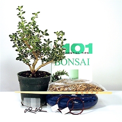 Mt Fuji Serissa Starter Kit - 6 Inch Bonsai Pot 